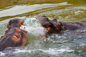 Fototapeta premium Group of wild hippos at a waterhole rearing