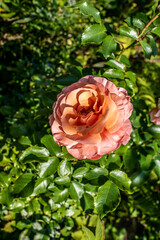 Rosenblüte