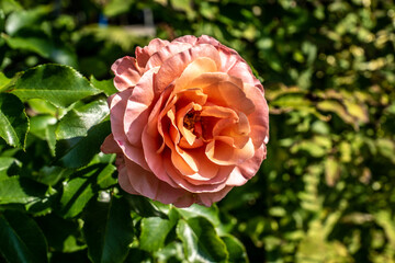 Rosenblüte