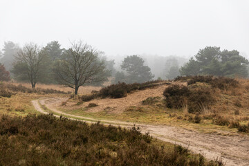 Obraz premium Eozendaalse heide near Velp in Gelderland