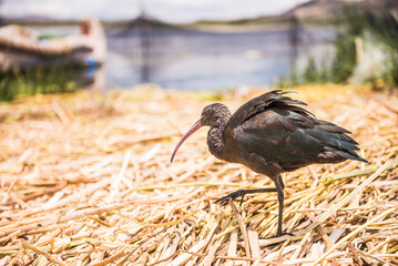 Bird on Uros Floating Reed Islands, Lake Titicaca, Puno Province, Peru, South America