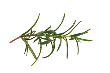 Rosemary isolated on a white background