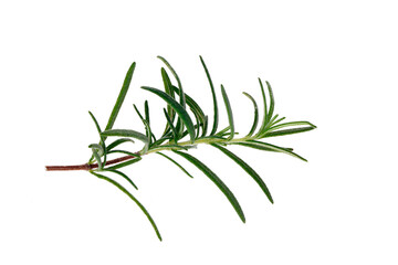 Rosemary isolated on a white background