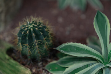 Close view of the cactus flowers in a botanical garden.