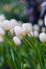 Close view of white tulips in a garden.