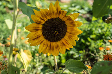 Sonnenblume