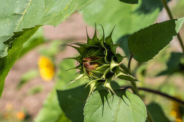Sonnenblume