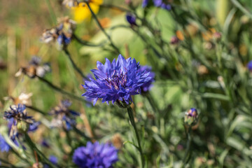 Kornblume