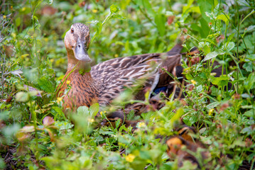canne dans l'herbe