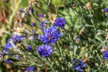 Kornblume