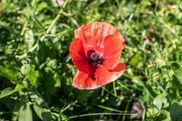 Fototapete bei efototapeten.de bestellen   