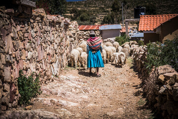 Cholita herding sheep on Isla del Sol (Island of the Sun), Lake Titicaca, Bolivia, South America