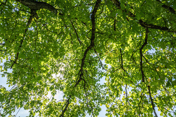 Nussbaum Blätterdach