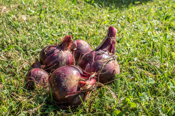 Rote Zwiebel