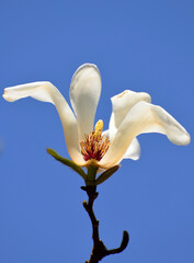 Fototapeta na wymiar white magnolia blossom