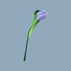 Obraz premium Blue tulip, illustration isolated on blue background. Spring postcard for Women's Day. Very Peri background with cute flower for March 8.