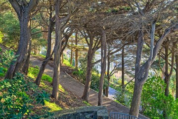 Trees and path on Telegraph Hill San Francisco