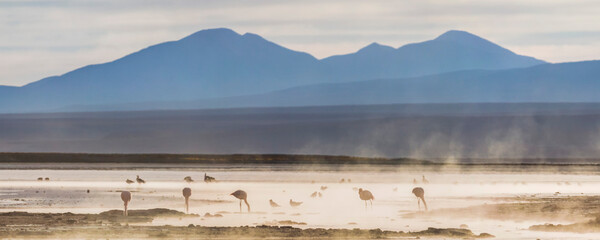 Flamingos at sunrise in a geothermal area of Salar de Chalviri, Altiplano of Bolivia, South America