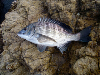 Japanese most popular fishing target saltwater fish “Black sea bream ( Kurodai, Chinu )”. キレイなクロダイ（チヌ）の若い魚体を磯の上で撮った写真。 - obrazy, fototapety, plakaty
