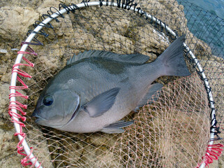 Japanese most popular fishing target saltwater fish “ONAGA-MEJINA” with a landing net behind...