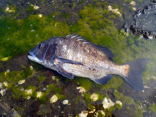 Japanese most popular fishing target saltwater fish &ldquo;Black sea bream ( Kurodai, Chinu )&rdquo;. 大型のクロダイ（チヌ）の魚体を磯のタイドプールで撮った写真。