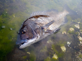 Japanese most popular fishing target saltwater fish “Black sea bream ( Kurodai, Chinu )”. 大型のクロダイ（チヌ）の魚体を磯のタイドプールで撮った写真。 - obrazy, fototapety, plakaty