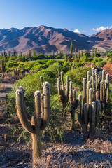 Andes Mountains landscape with cactus in the Cachi Valley scenery, Calchaqui Valleys, Salta Province, North Argentina, South America