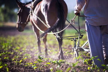 Farmer ploughing crops in a field in the Andes Mountains landscape in the Cachi Valley scenery,...