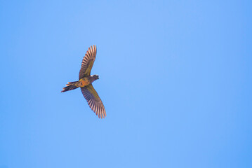 Burrowing Parrots (Cyanoliseus patagonus) in the Cachi Valley, Calchaqui Valleys, Salta Province, North Argentina, background with copy space, South America, background with copy space