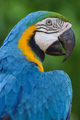 Close up head the Blue and yellow macaw parrot bird in garden