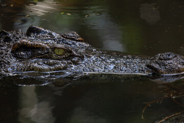 Close up head crocodile is show head in river
