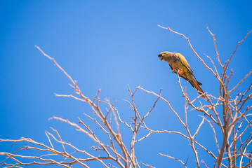 Burrowing Parrots (Cyanoliseus patagonus) in the Cachi Valley, Calchaqui Valleys, Salta Province, North Argentina, South America, background with copy space