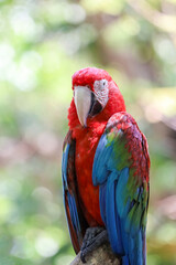 Close up head the red macaw parrot bird in garden