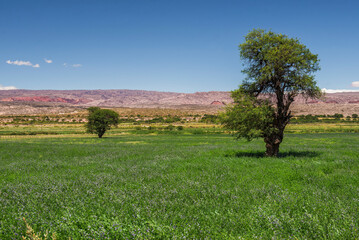 Cachi Valley landscape, Calchaqui Valleys, Salta Province, North Argentina, South America,...