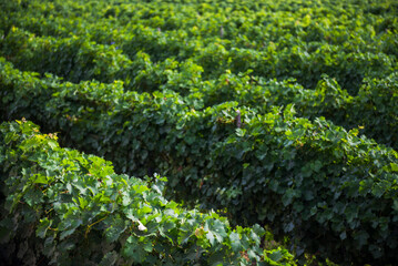 Vineyard with rows of green grape vines for making wine at a winery, Cafayate, Salta Province, North Argentina, South America, background with copy space