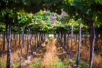 Vineyard with rows of green grape vines for making wine at a winery, Cafayate, Salta Province,...
