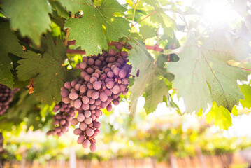 Red grapes hanging off grape vines at a vineyard, ready for making wine at a winery in the Andes...