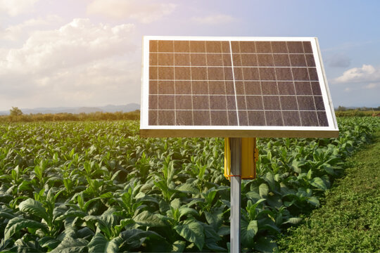 Mini solar cell panal installed beside the tobacco farm to store and use the energy with lamps and water pump around the farm.