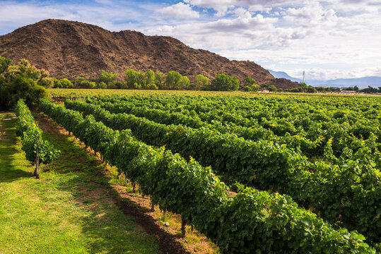 Vineyard with rows of green grape vines for making wine at a winery in the Andes Mountains, Cafayate, Salta Province, North Argentina, South America