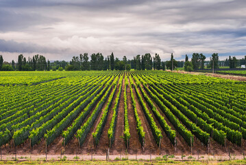 Vineyards at Mendoza, Mendoza Province, Argentina, South America