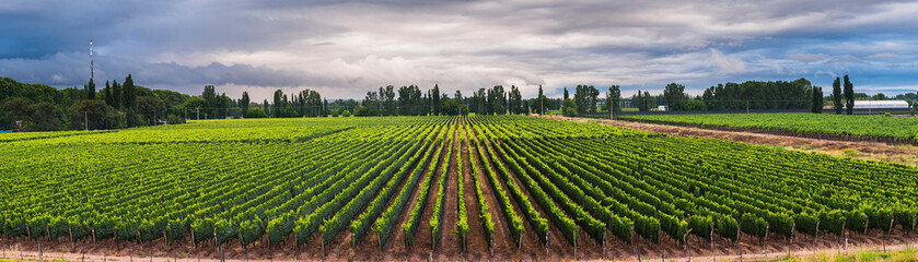 Vineyards at Mendoza, Mendoza Province, Argentina, South America - obrazy, fototapety, plakaty