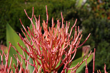 Close-up view of a firestick succulent plant (pencil cactus or Euphorbia tirucalli)