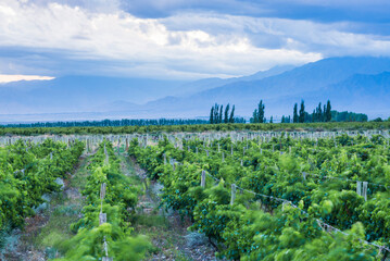 Fototapeta na wymiar Vineyards and Andes mountains at sunset at a winery in Uco Valley (Valle de Uco), a wine region in Mendoza Province, Argentina, South America