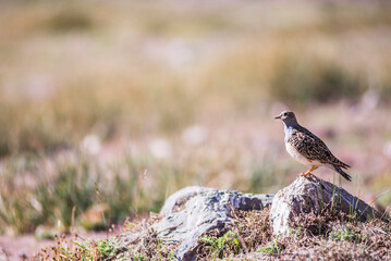 Bird at Aconcagua Provincial Park, Andes Mountain Range, Mendoza Province, Argentina, South America