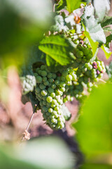 Green grapes growing in the vineyards of a Bodega (winery) in the Maipu area of Mendoza, Mendoza Province, Argentina, South America