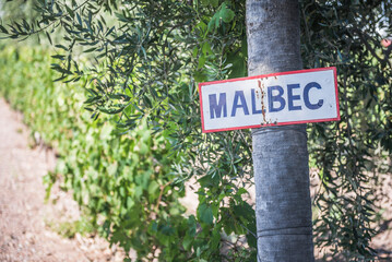Malbec sign at a vineyard Bodega (winery) in the Maipu wine region of Mendoza, Mendoza Province,...