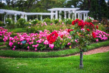 Fototapeta na wymiar Rose Garden Walk, Palermo, Buenos Aires, Argentina, South America