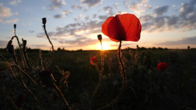 Papaver rhoeas, common poppy,corn poppy, corn rose, field poppy, flanders poppy, red poppy in the front of sunset