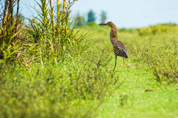Rufescent Tiger Heron (Tigrisoma Lineatum), Ibera Wetlands (Esteros del Ibera), Corrientes Province, Argentina, South America