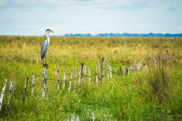 Fototapeta premium Cocoi Heron aka White-Necked Heron (Ardea Cocoi), Ibera Wetlands, a marshland area in Corrientes Province, Argentina, South America